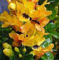 Ruttya speciosa - arbuste exotique  fleurs  port retombant de plein soleil 1.5m